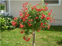 bcd55df4-Picture 374.jpg